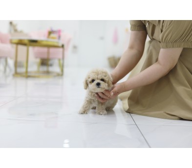 토이푸들분양(10만원부터)