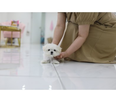 말티즈분양(10만원부터)