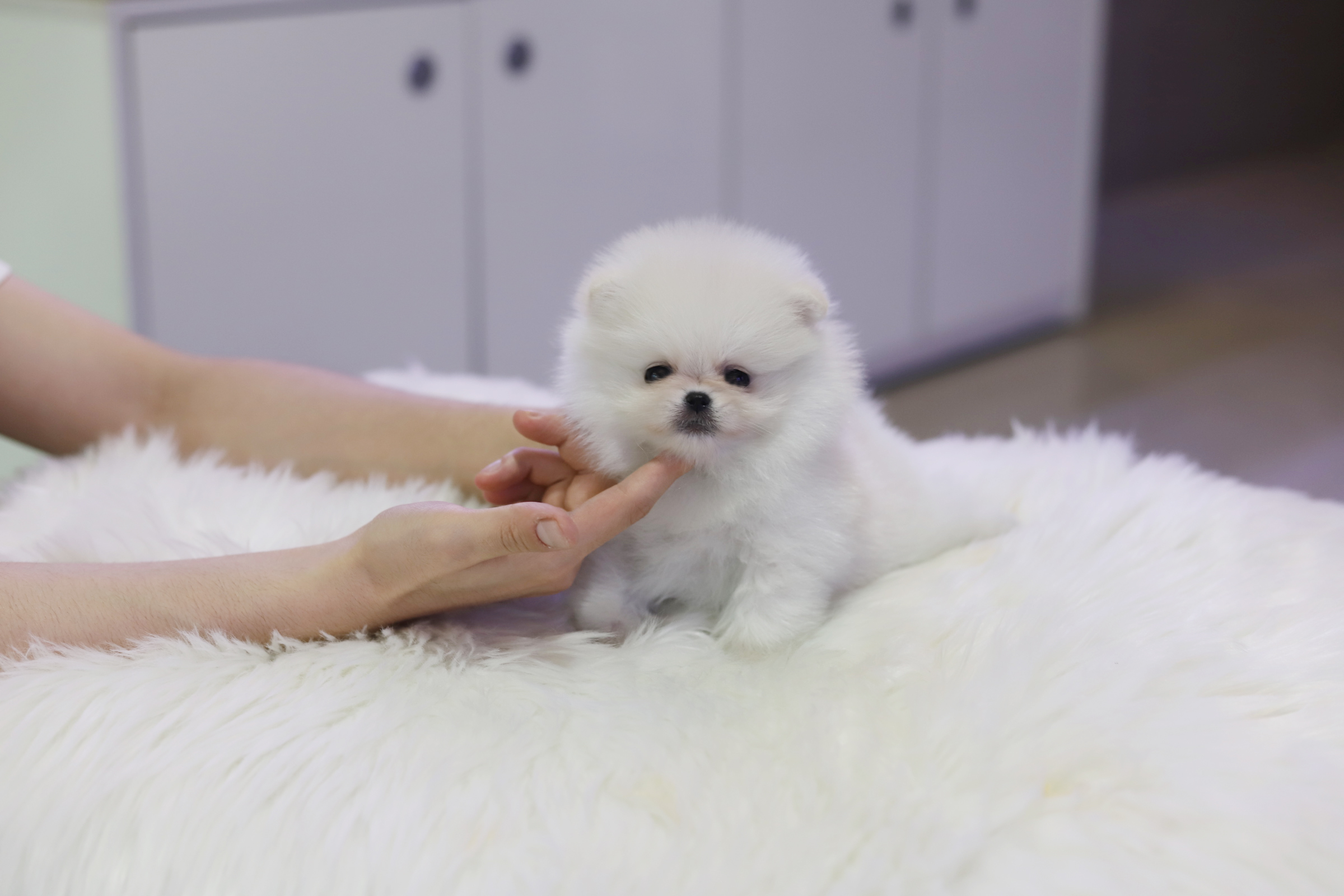 포메라니안분양(20만원부터)