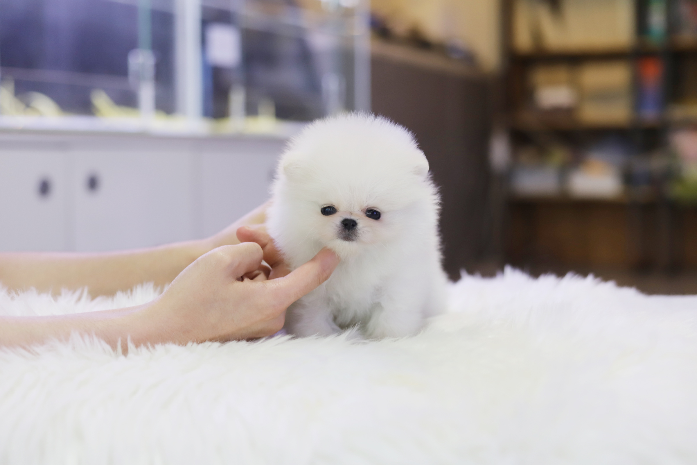 포메라니안분양(20만원부터)