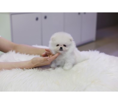 포메라니안분양(20만원부터)