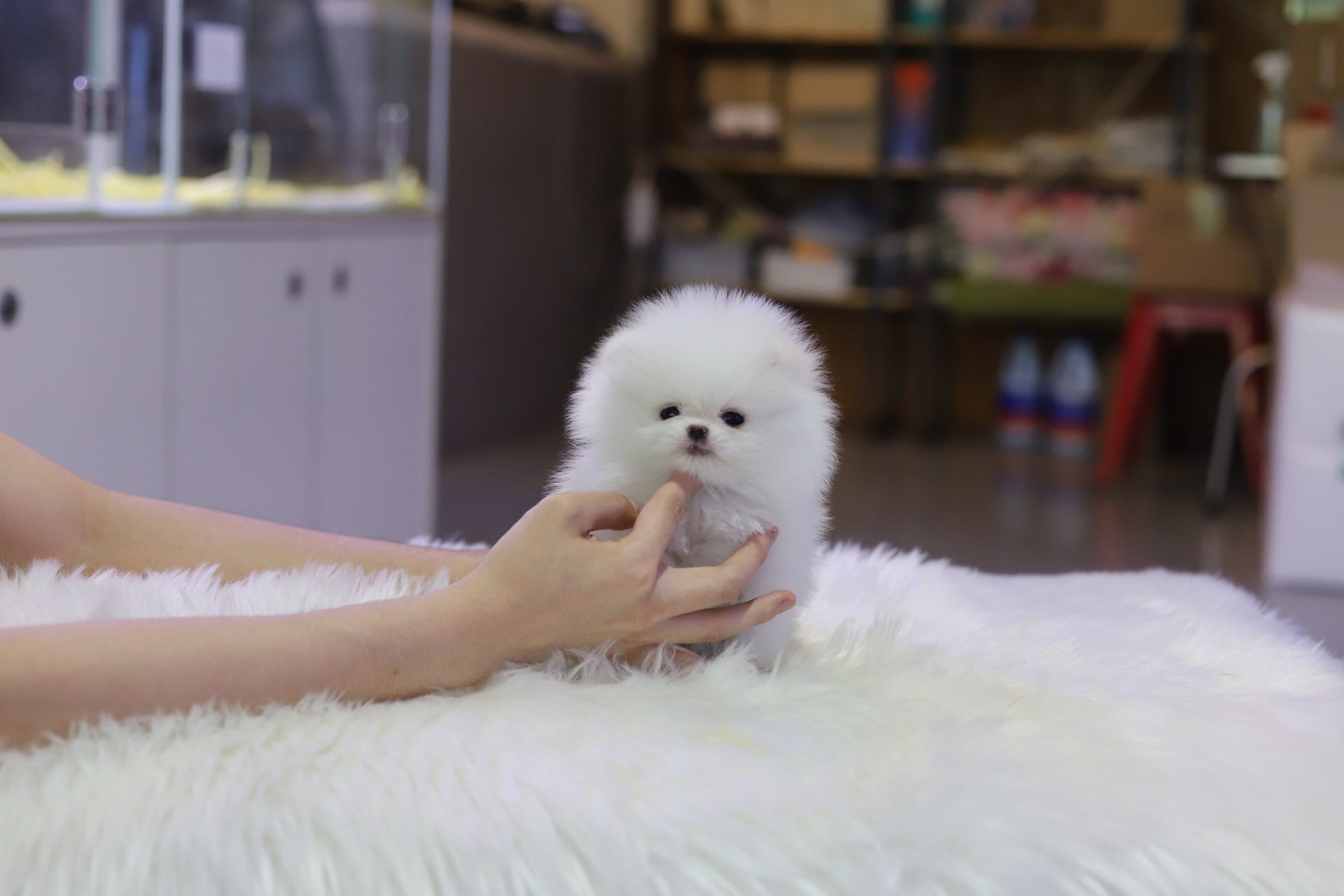 포메라니안분양(20만원부터)