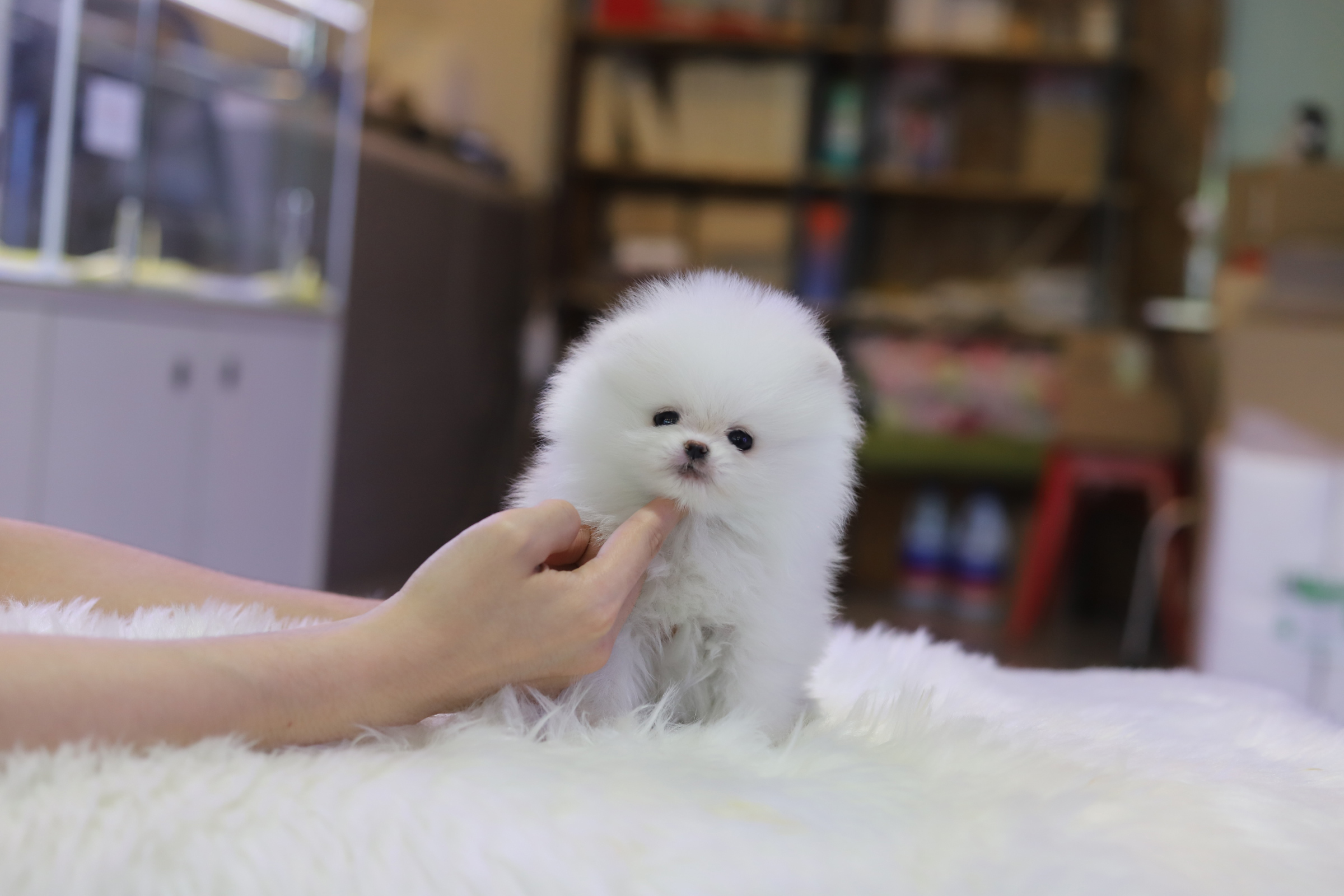 포메라니안분양(20만원부터)