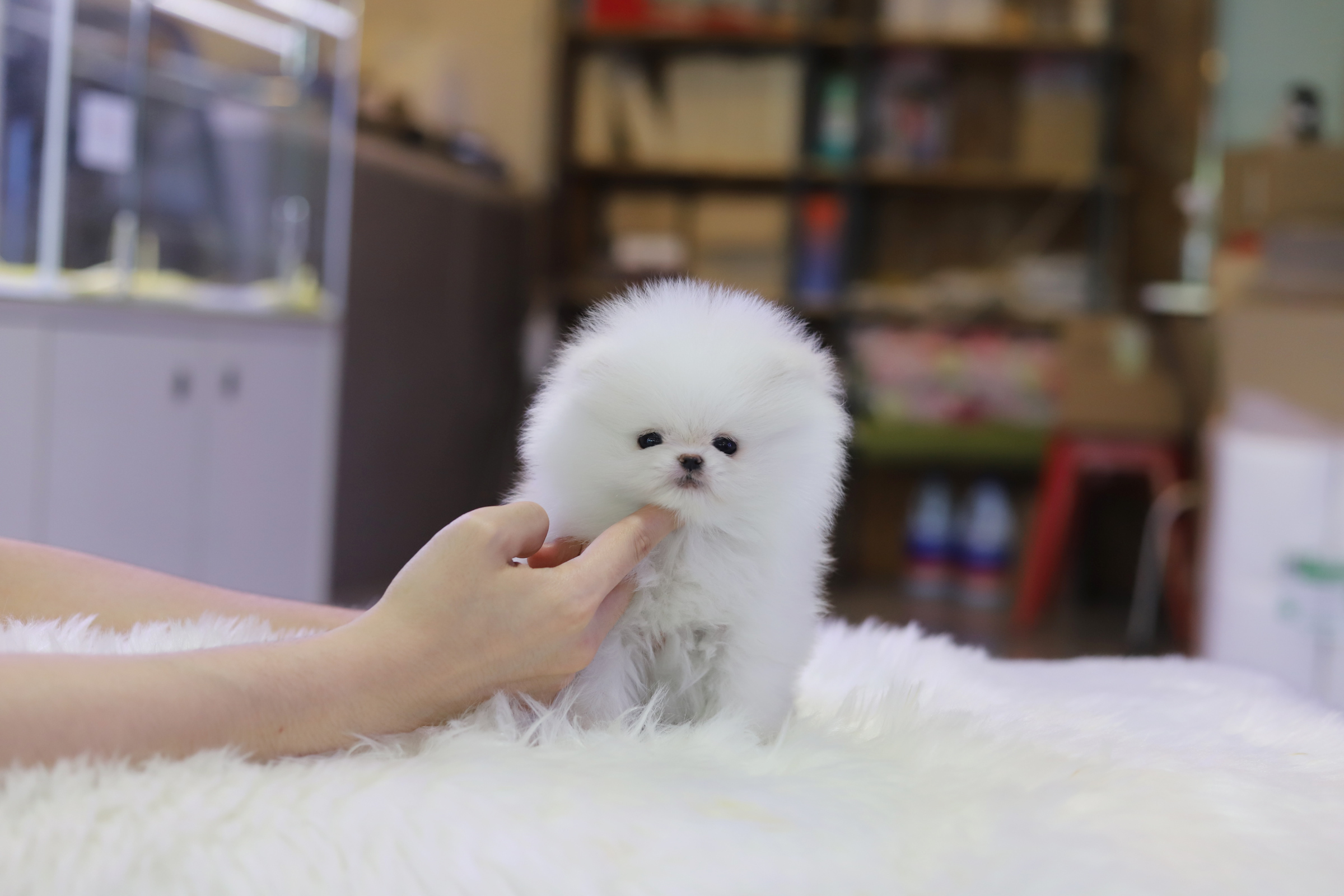 포메라니안분양(20만원부터)