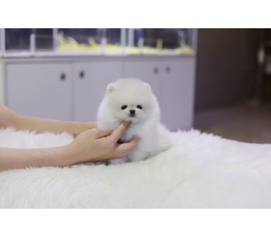 포메라니안분양(20만원부터)