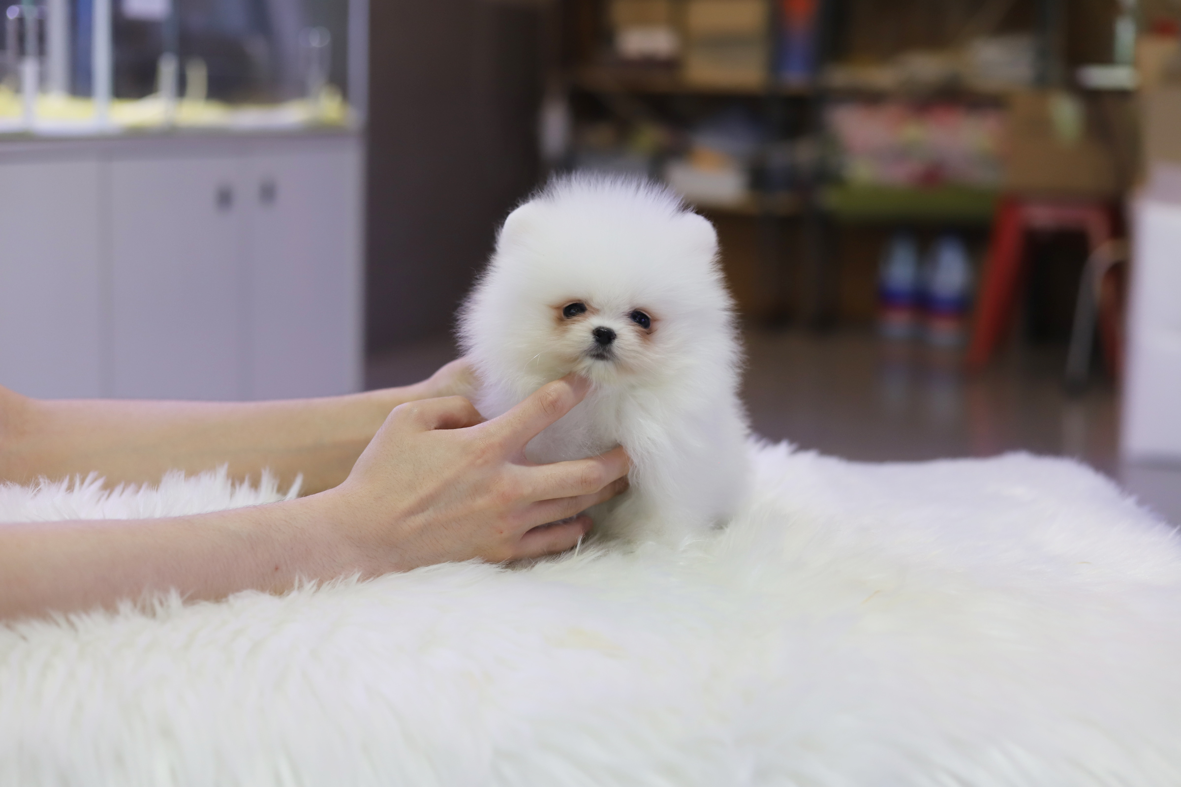 포메라니안분양(20만원부터)