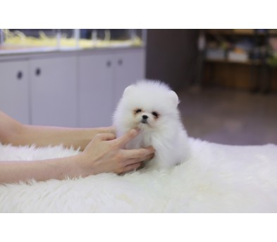 포메라니안분양(20만원부터)