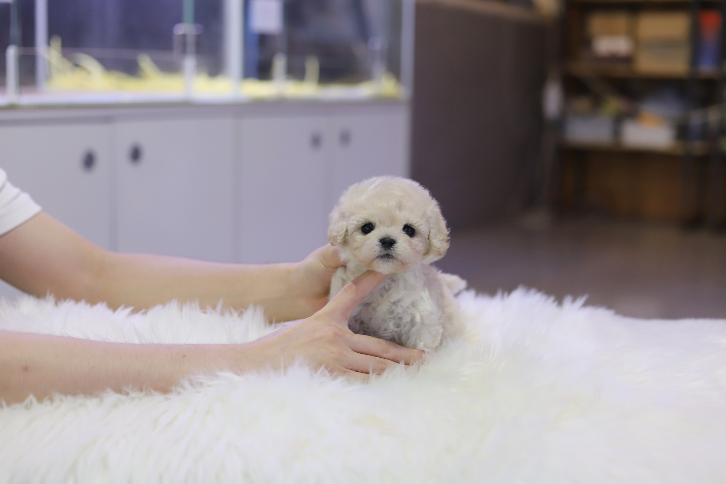 미니비숑분양합니다(10만원부터)