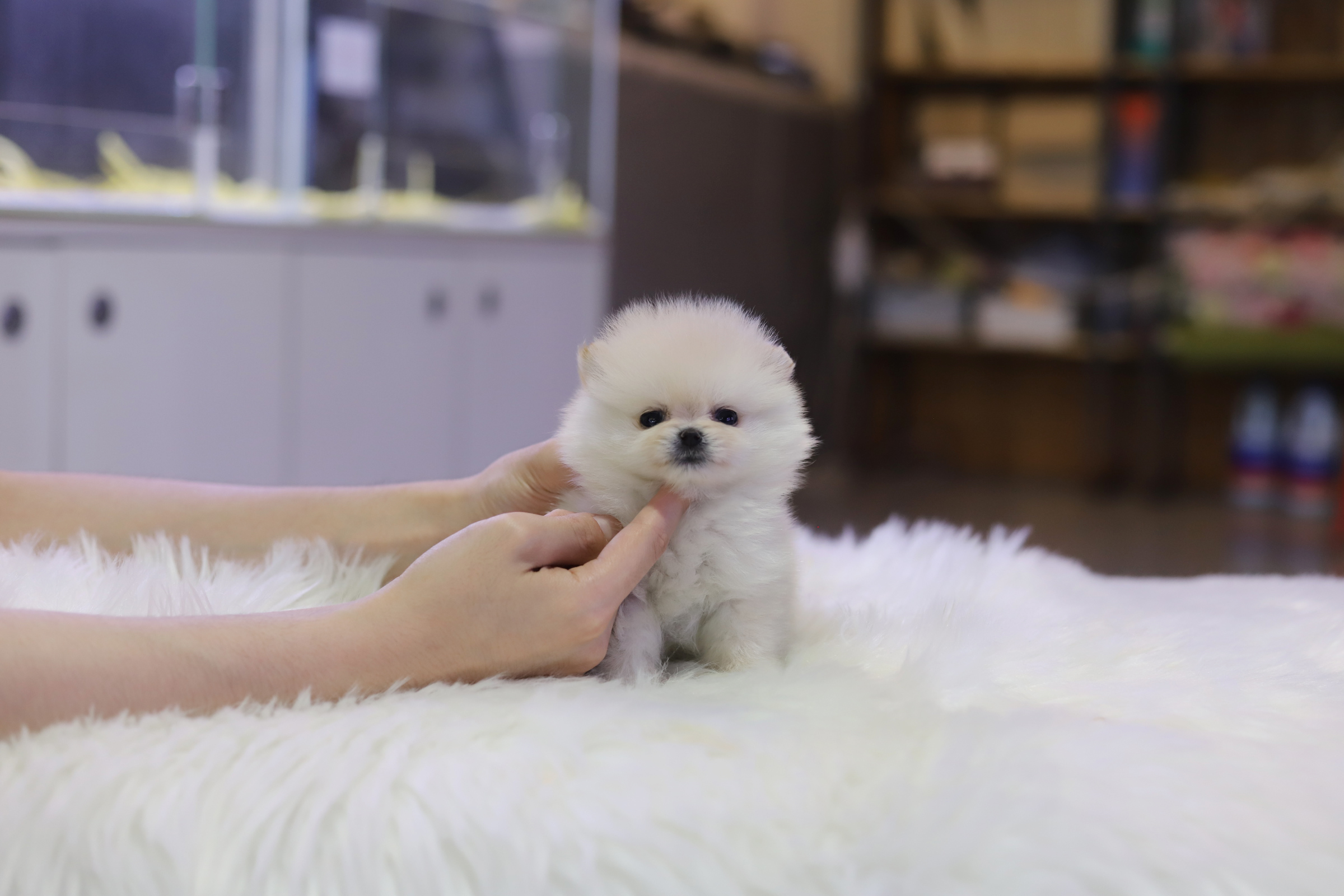 포메라니안분양(20만원부터)