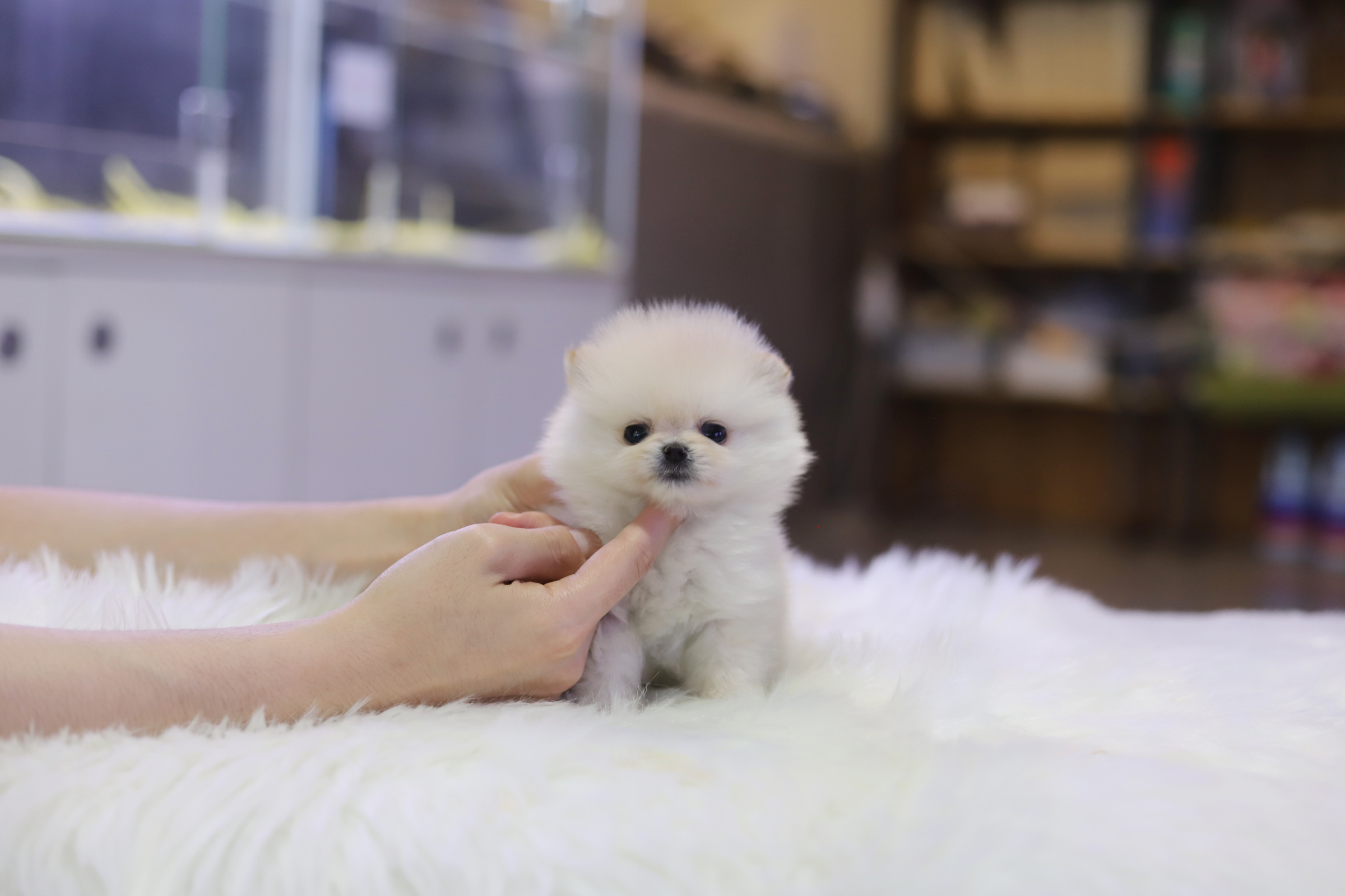 포메라니안분양(20만원부터)