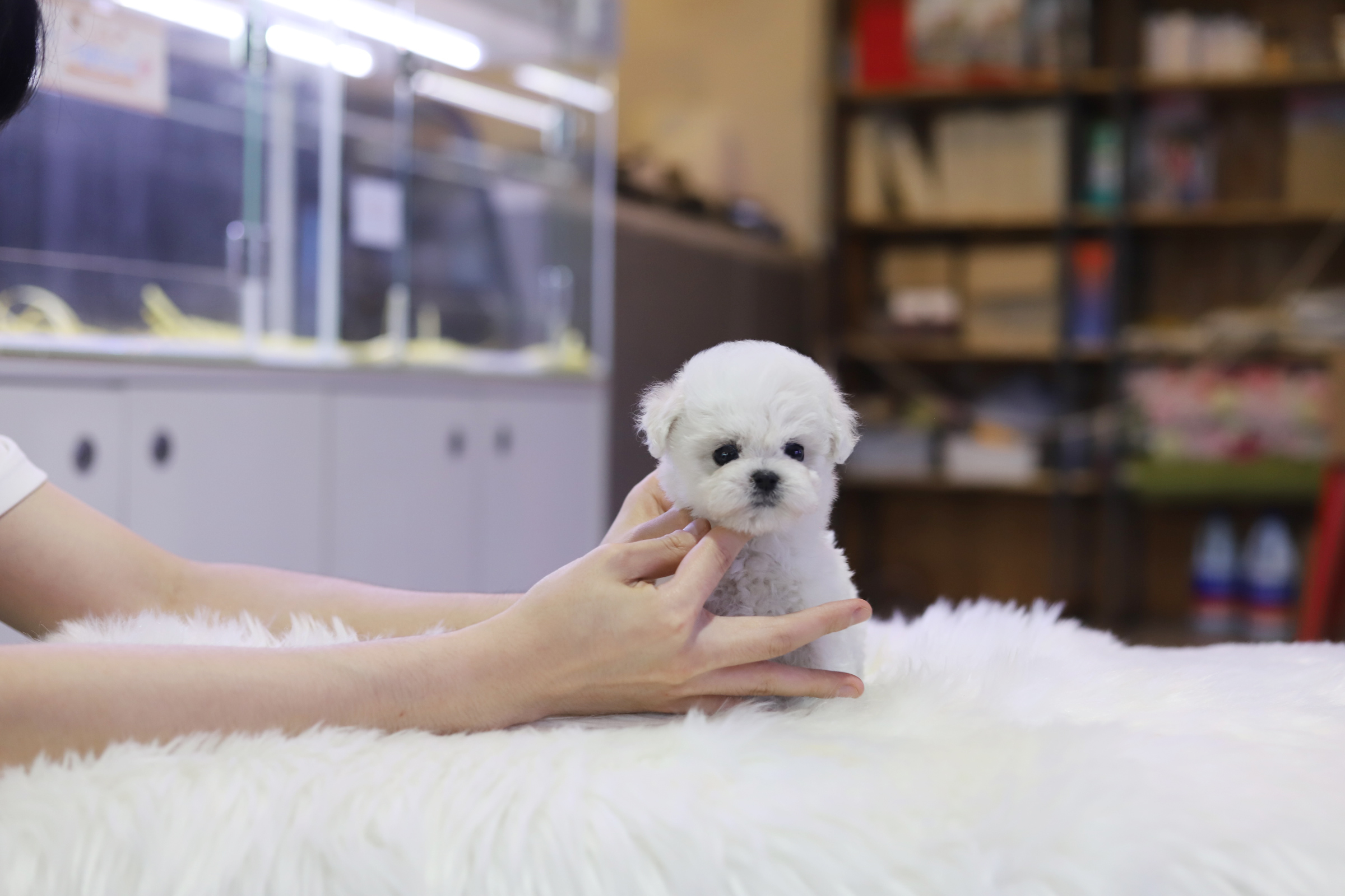 미니비숑분양합니다(10만원부터)