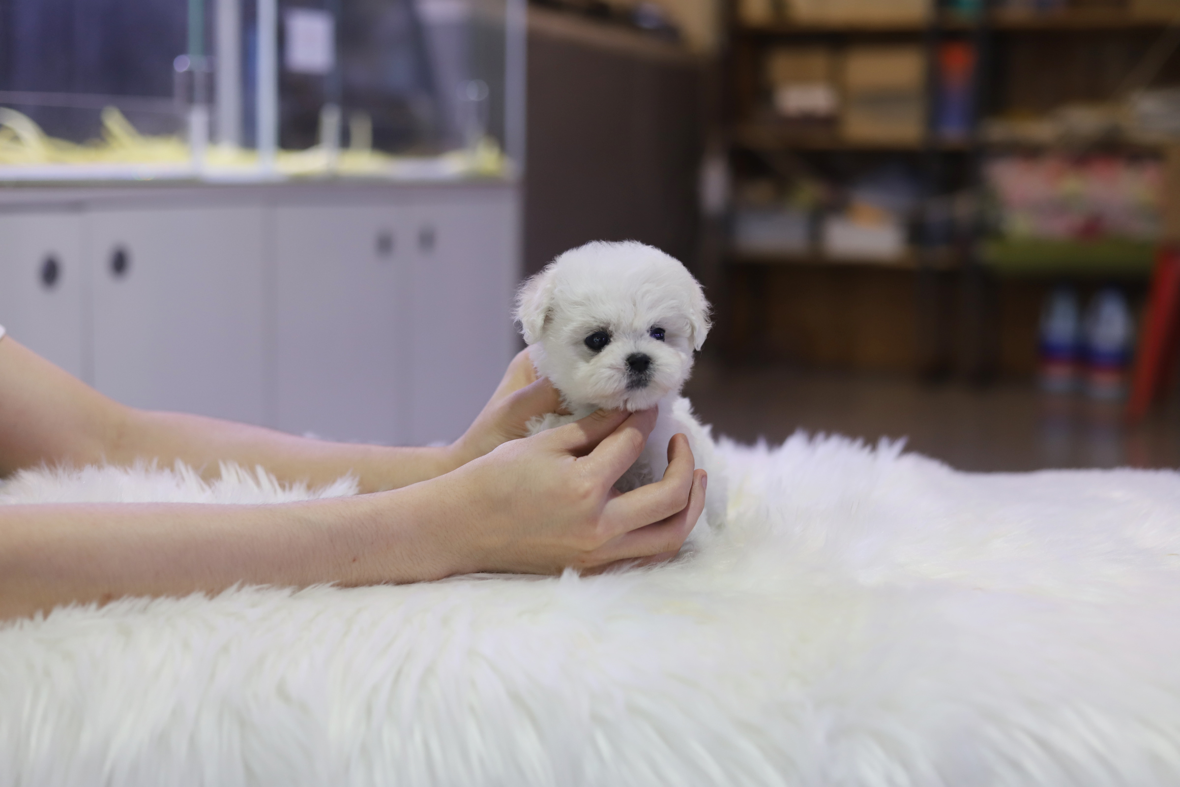 미니비숑분양합니다(10만원부터)