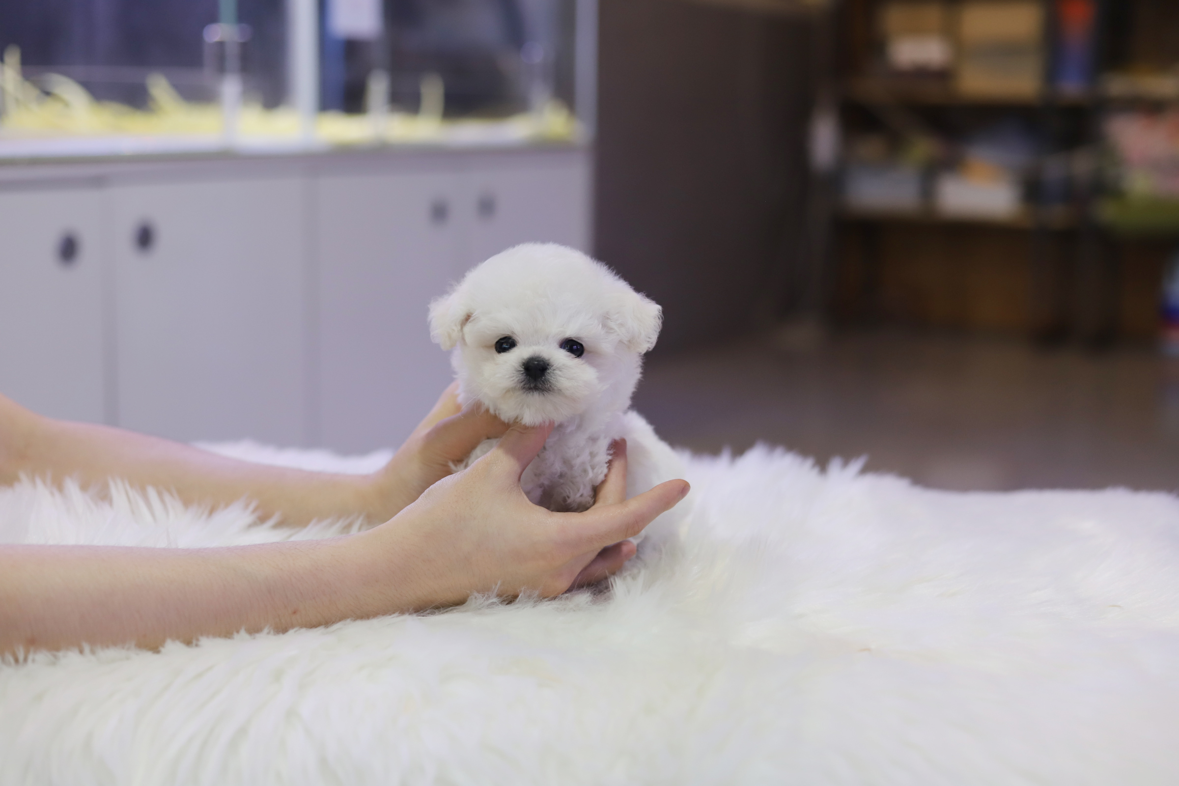 미니비숑분양합니다(10만원부터)