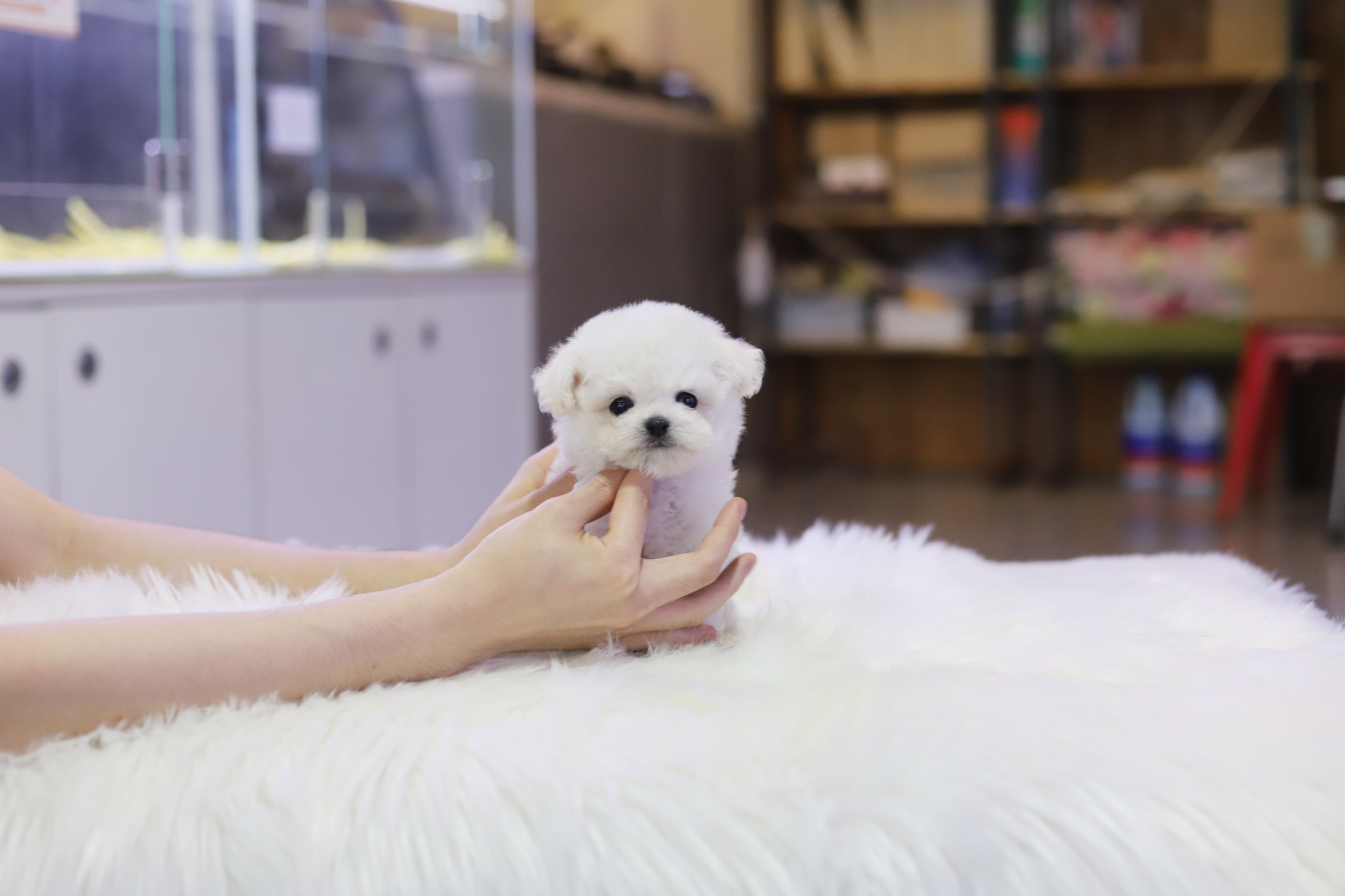 미니비숑분양합니다(10만원부터)