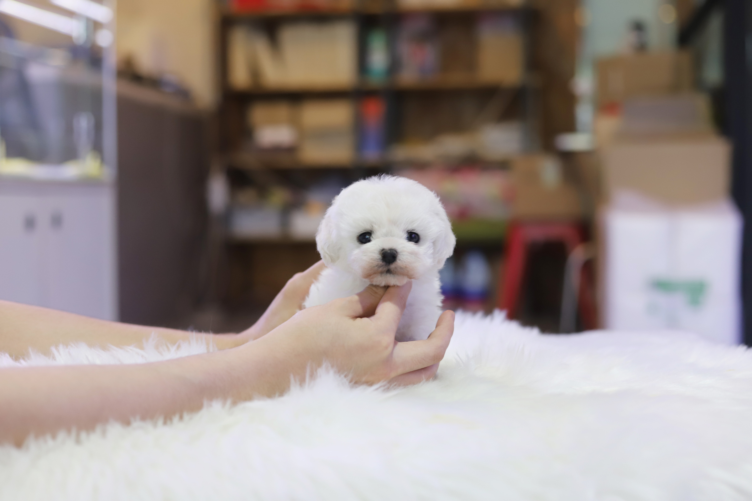 미니비숑분양합니다(10만원부터)