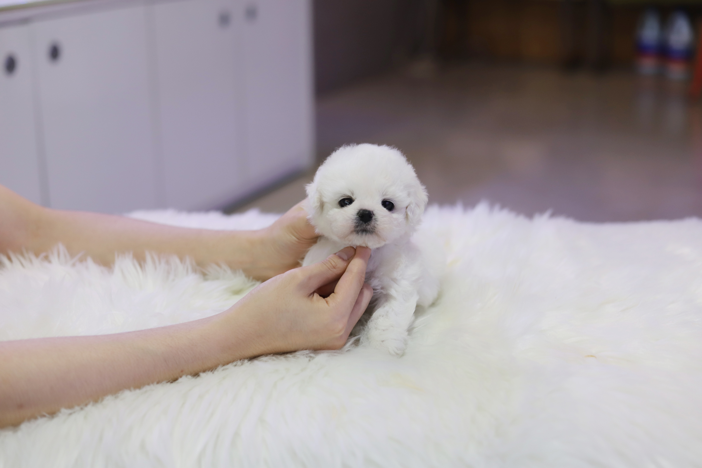 미니비숑분양합니다(10만원부터)