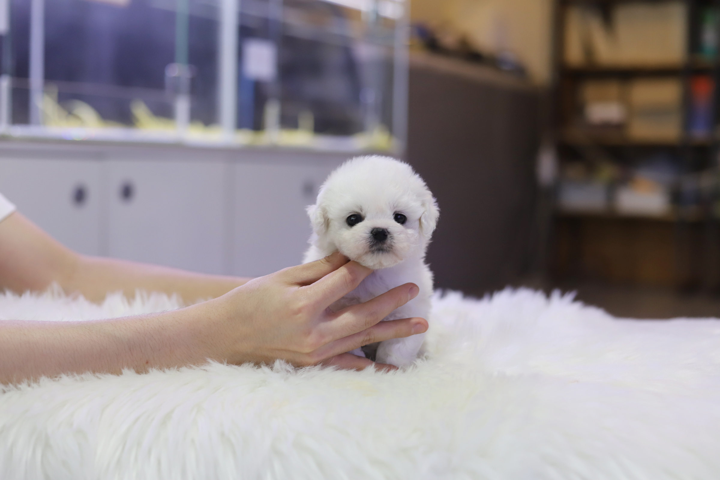 미니비숑분양합니다(10만원부터)