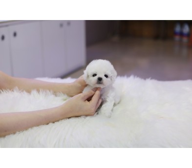 미니비숑분양합니다(10만원부터)