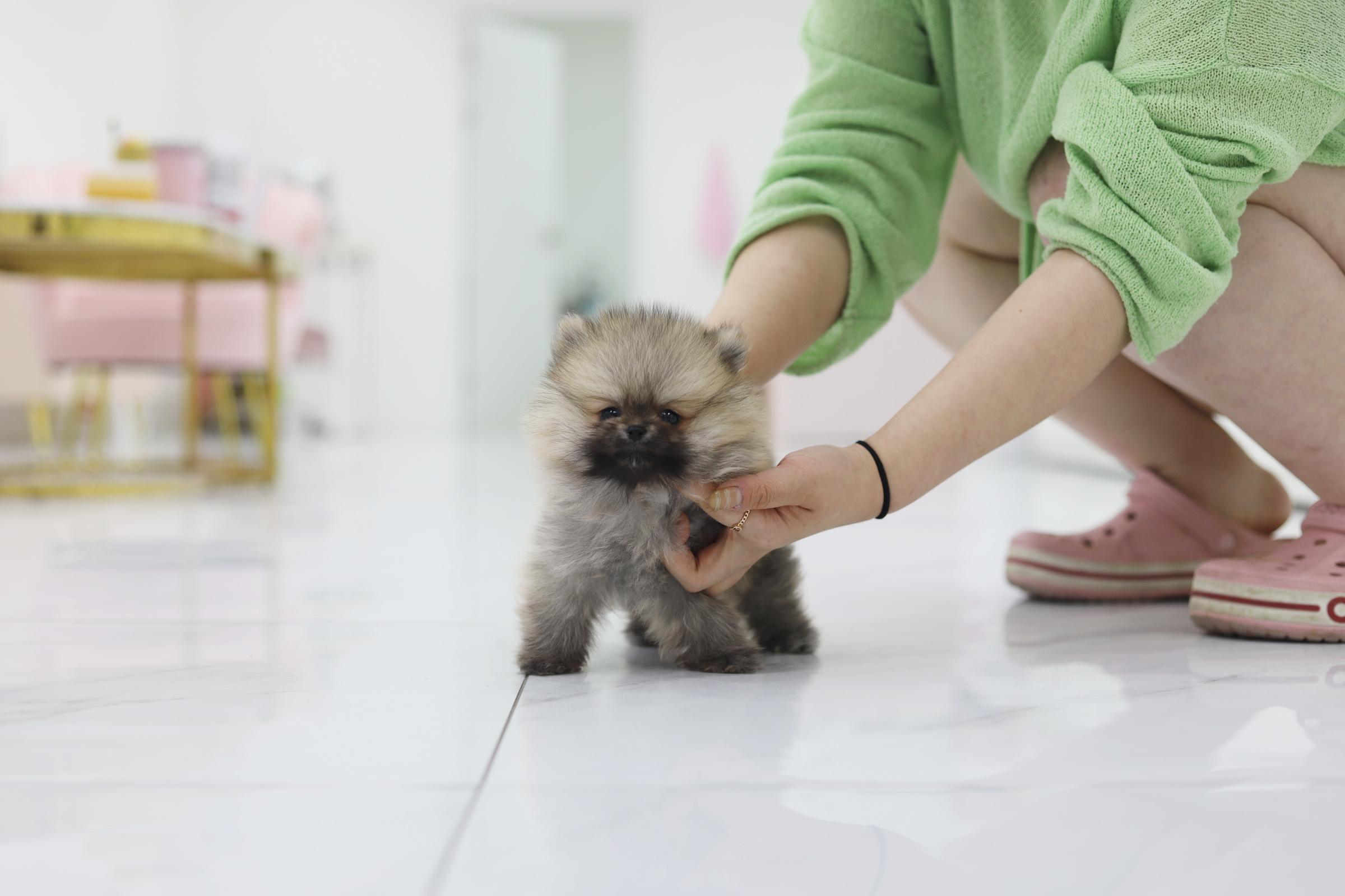 포메라니안분양(20만원부터)