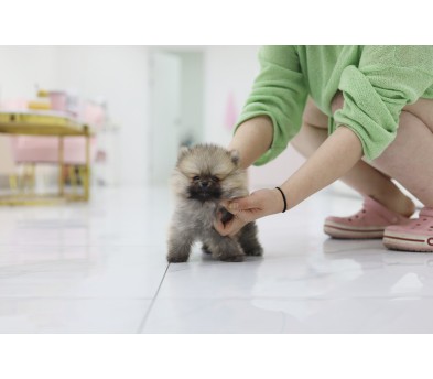 포메라니안분양(20만원부터)