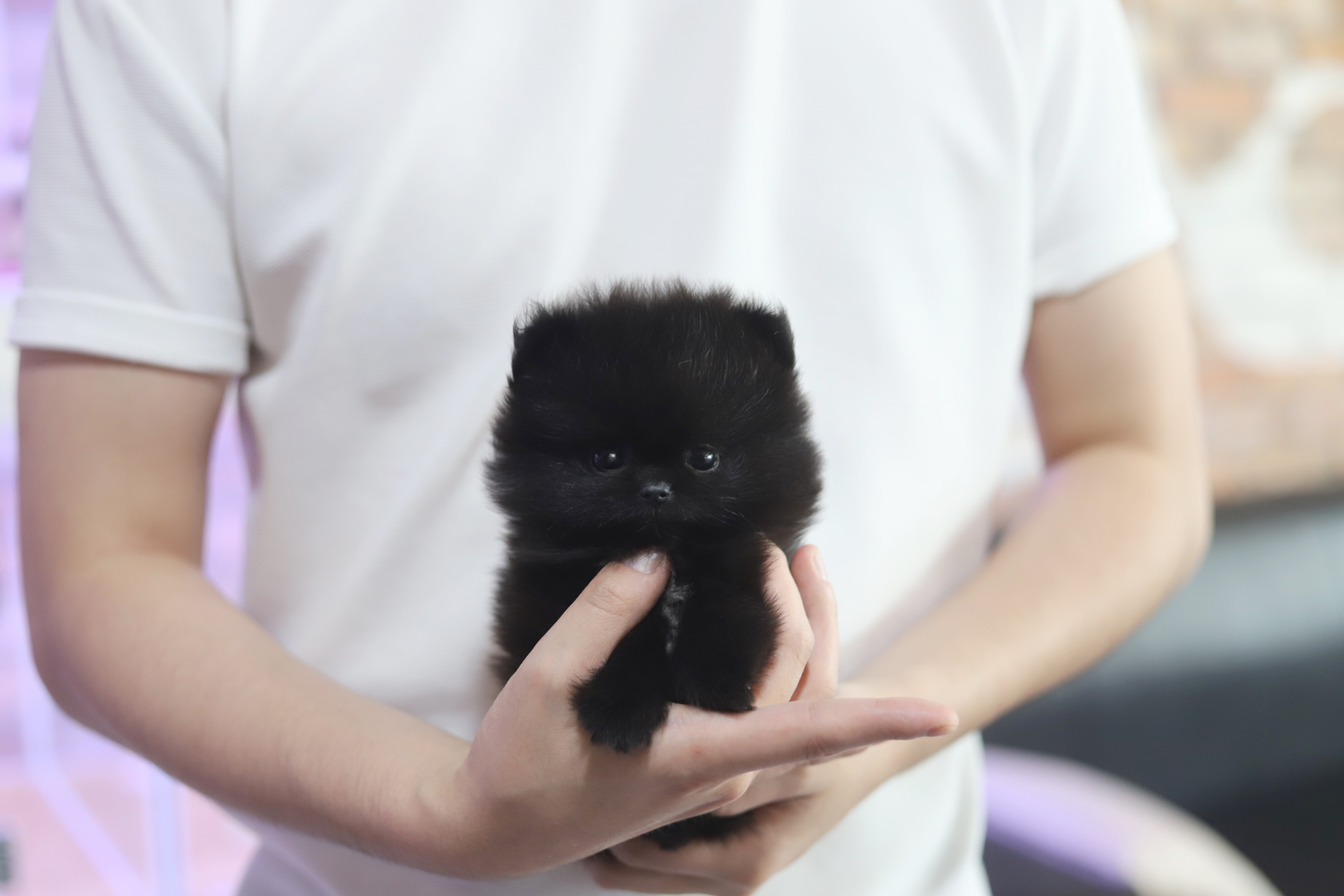 포메라니안분양(20만원부터)