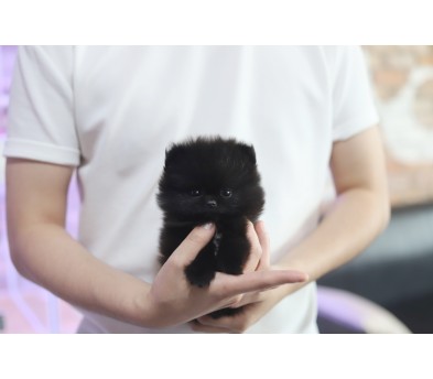 포메라니안분양(20만원부터)