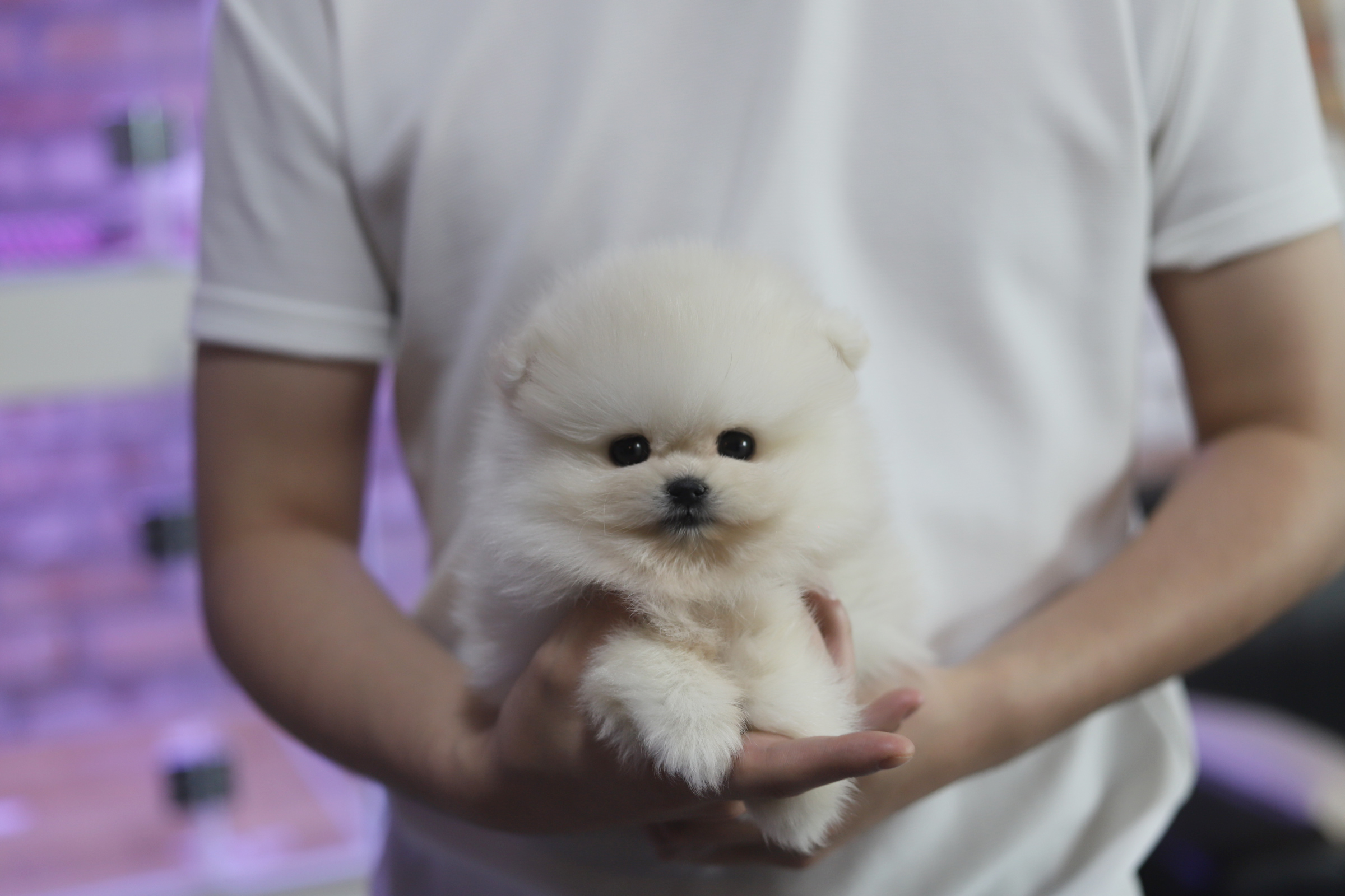 포메라니안분양(20만원부터)