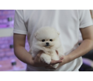 포메라니안분양(20만원부터)