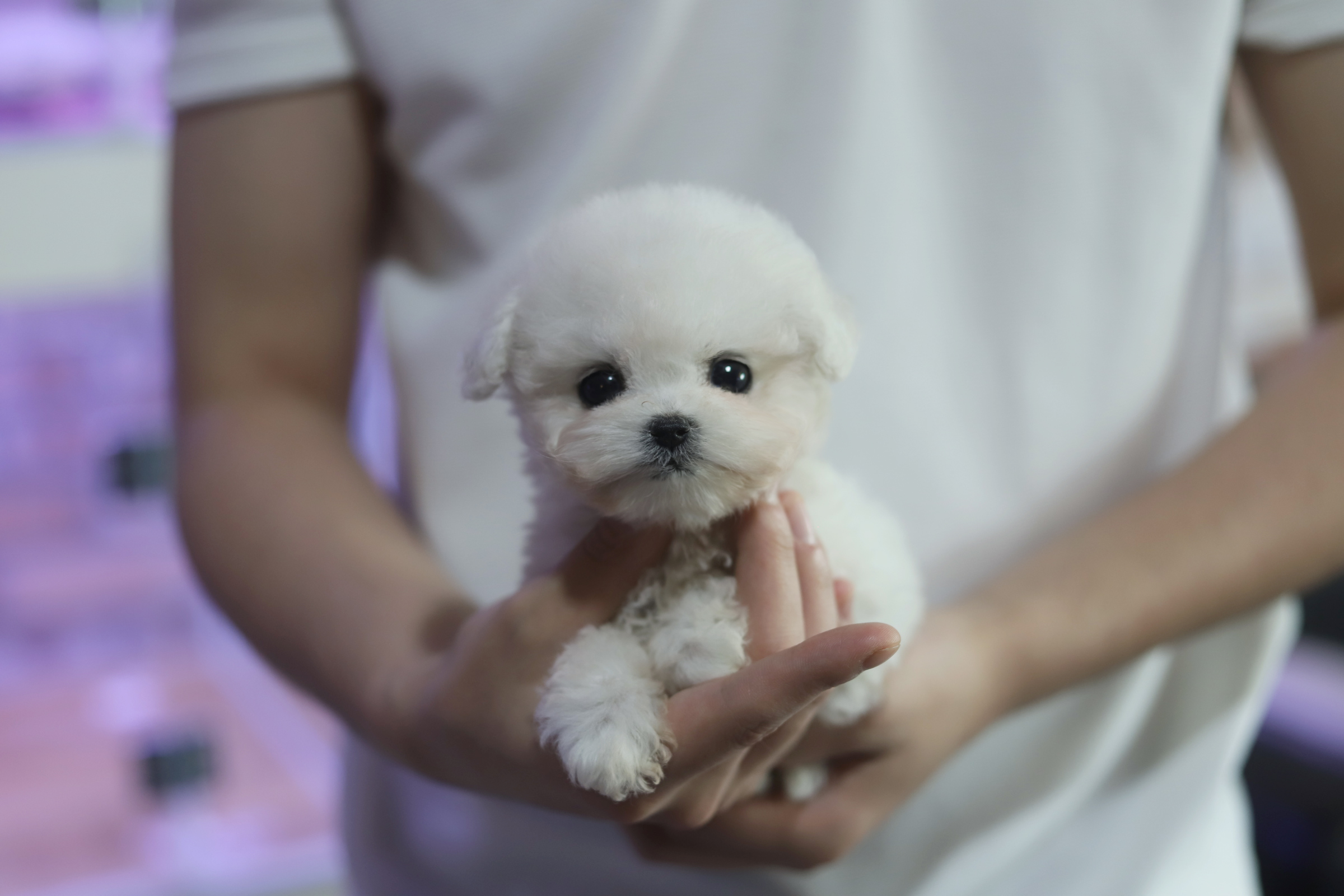 미니비숑분양합니다(10만원부터)