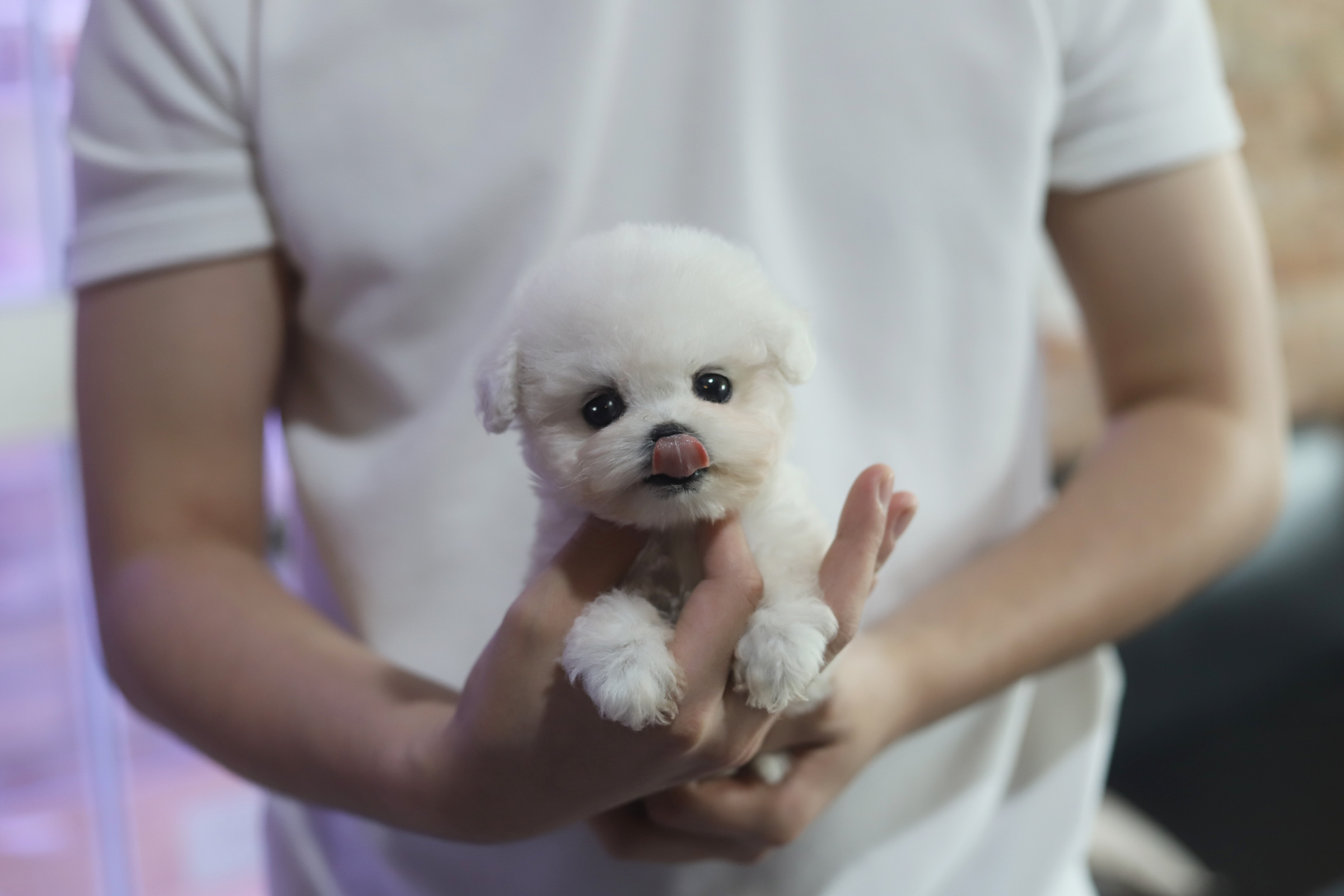 미니비숑분양합니다(10만원부터)