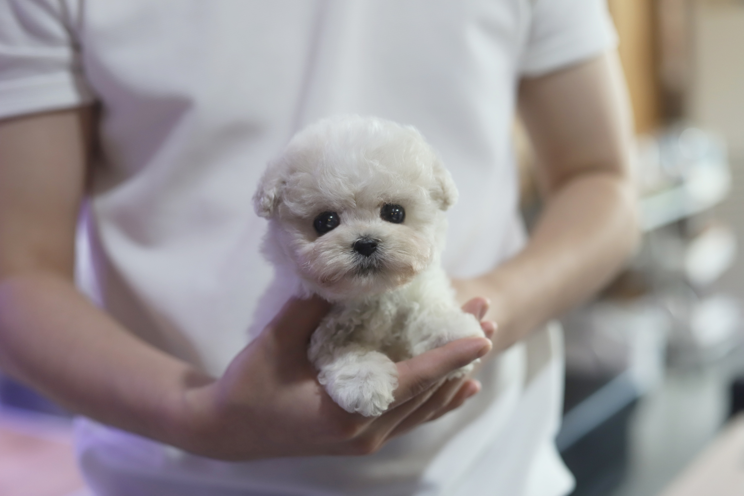 미니비숑분양합니다(10만원부터)