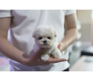 미니비숑분양합니다(10만원부터)