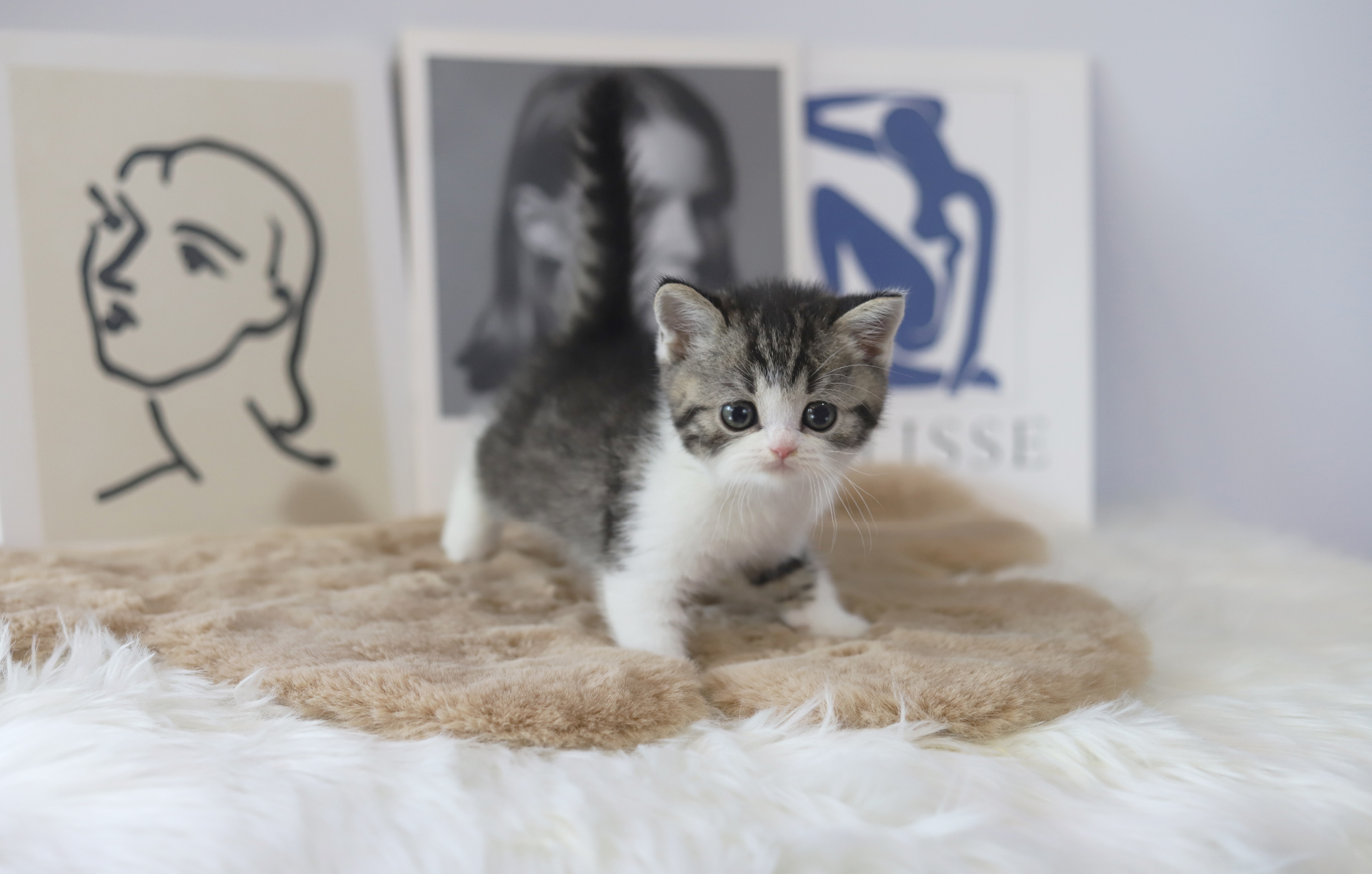 브리티쉬숏헤어분양