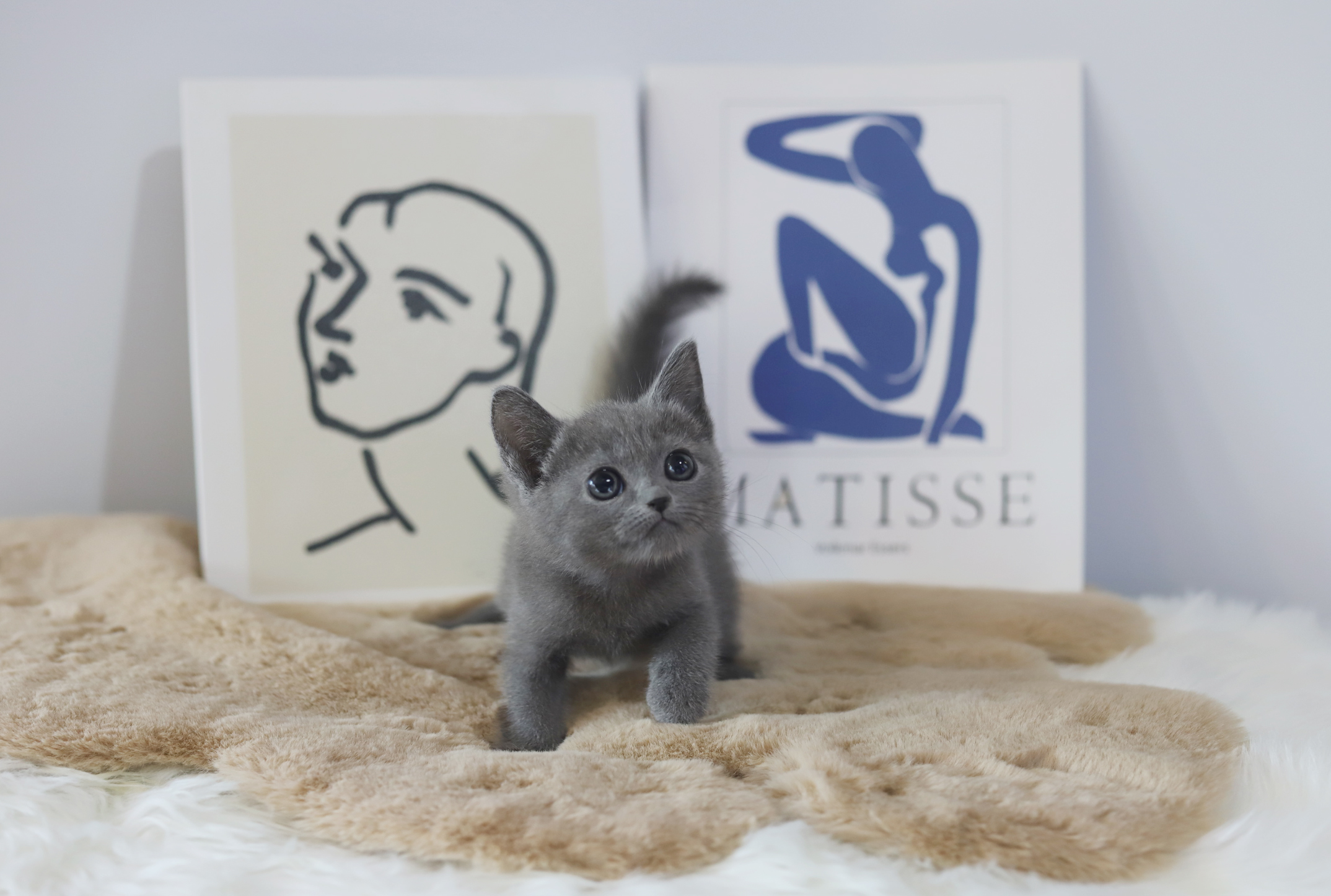 러시안블루분양