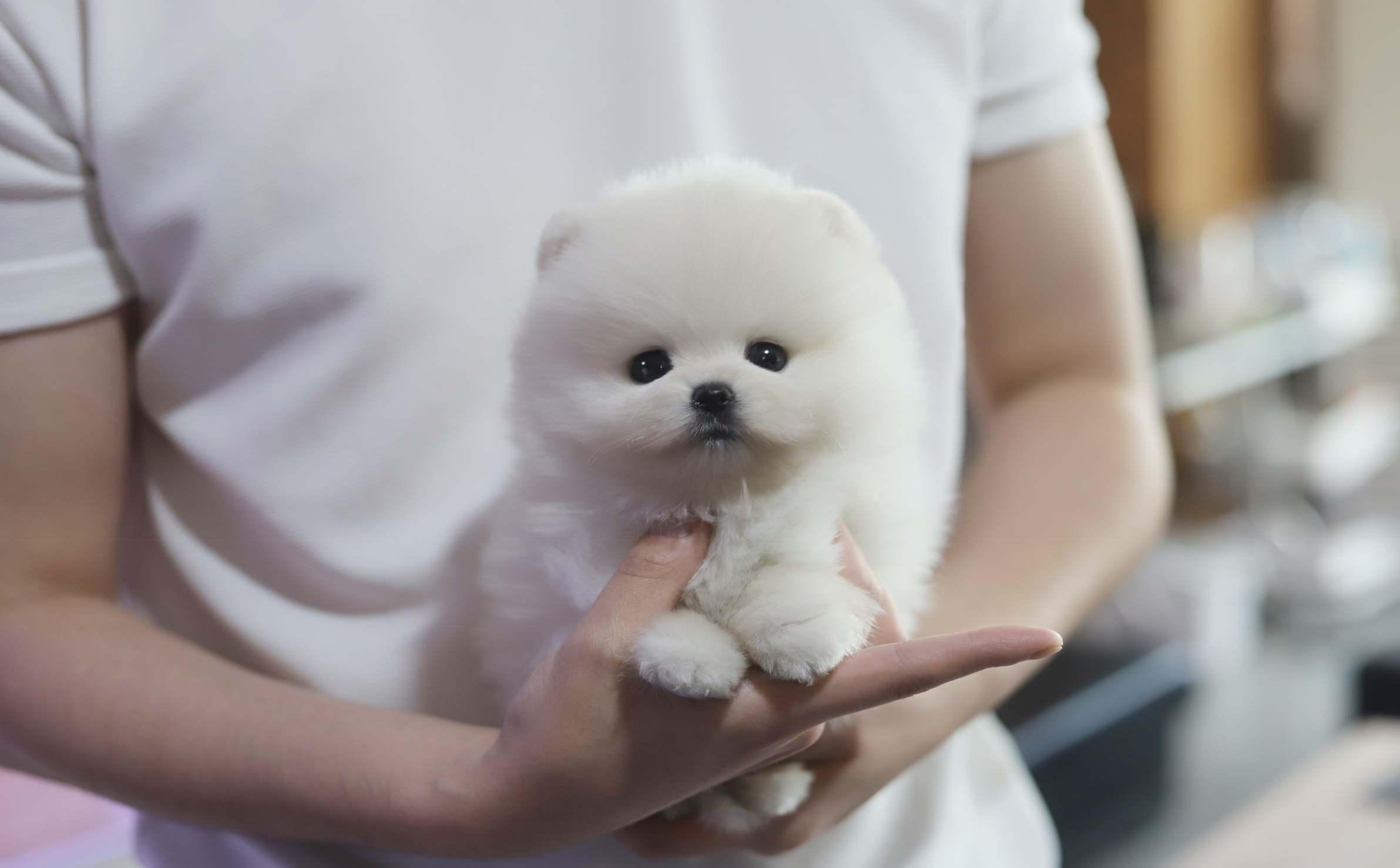 포메라니안분양(20만원부터)