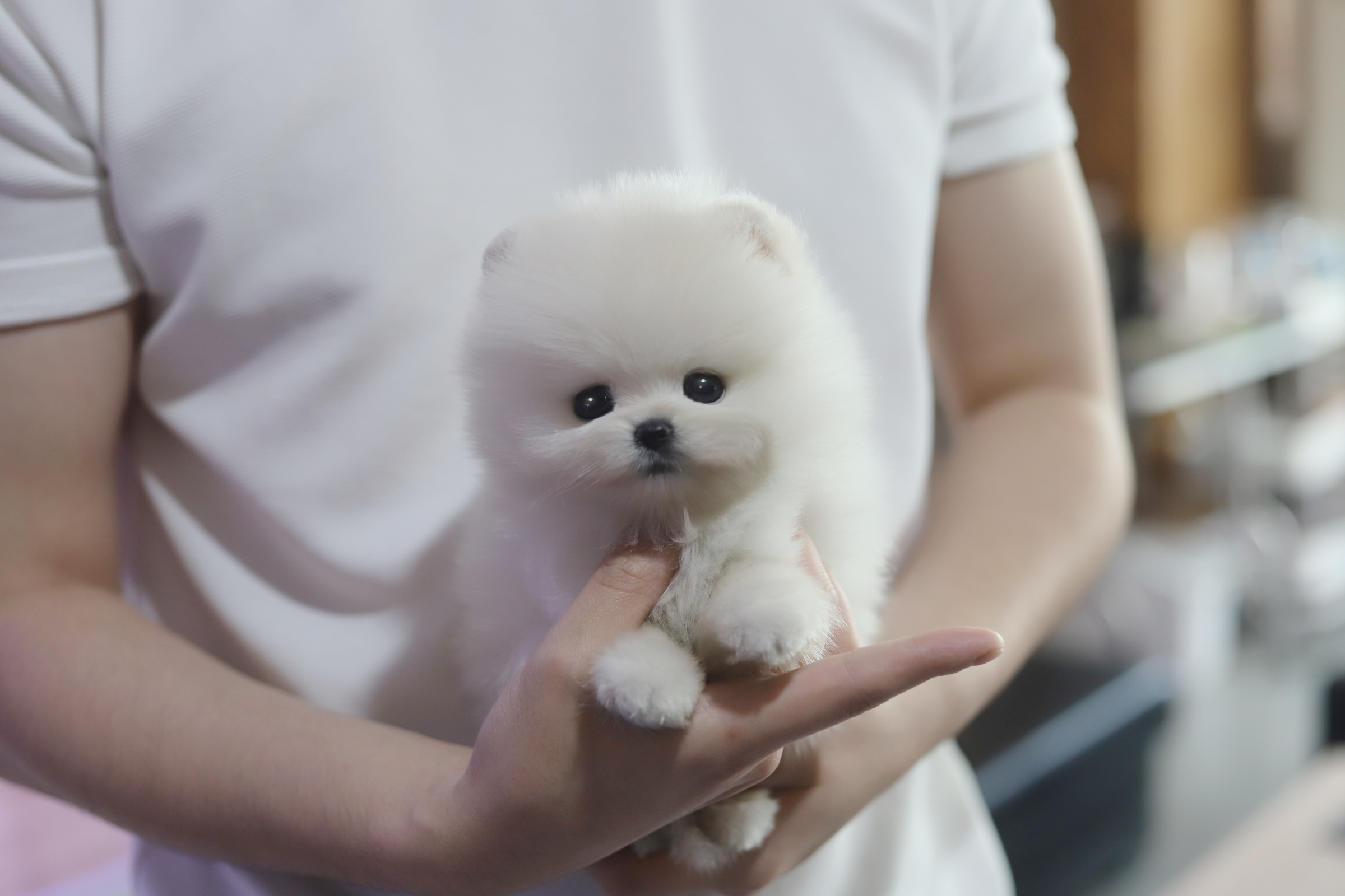 포메라니안분양(20만원부터)