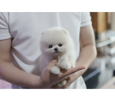 포메라니안분양(20만원부터)