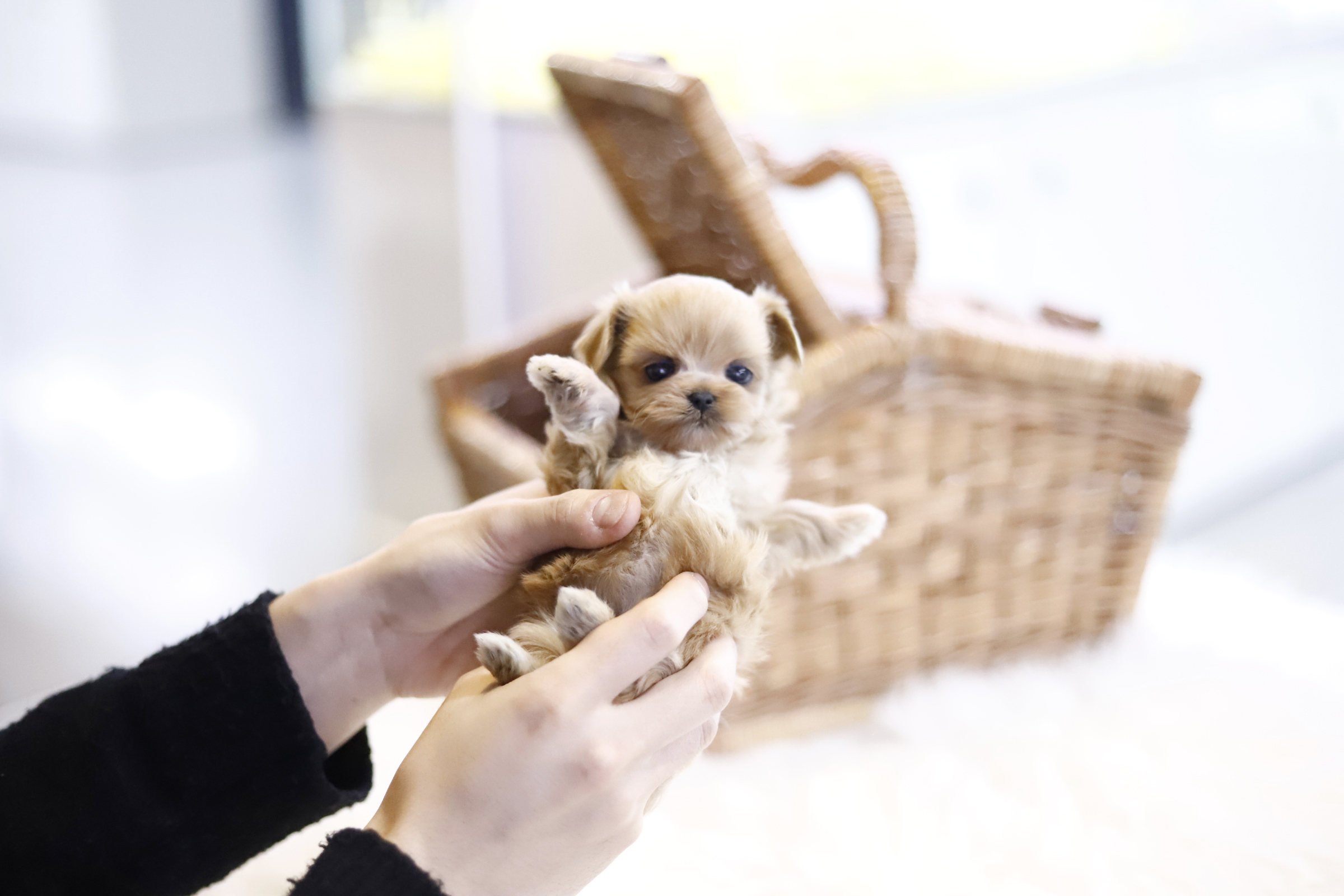 말티푸분양(10만원부터)