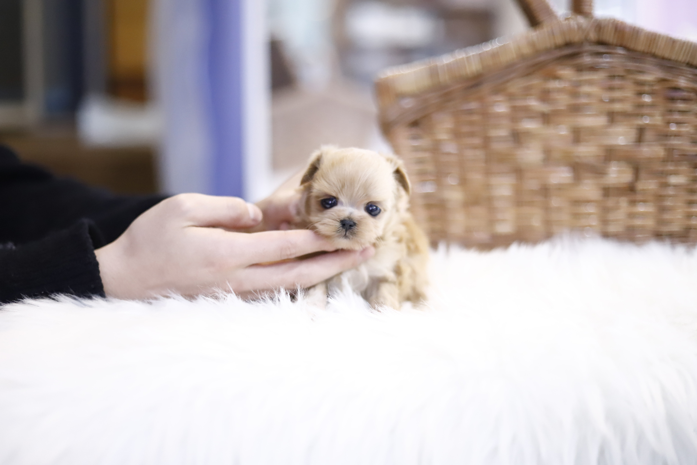 말티푸분양(10만원부터)