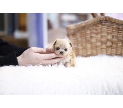 말티푸분양(10만원부터)