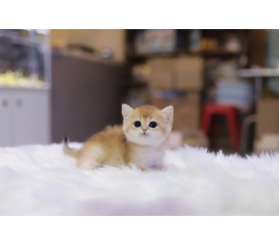 브리티쉬숏헤어분양