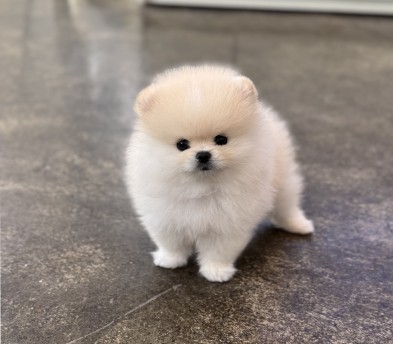 포메라니안분양(20만원부터)