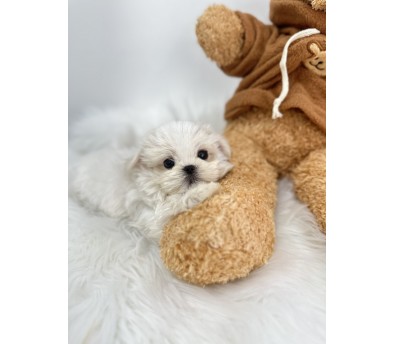 말티즈분양(10만원부터)