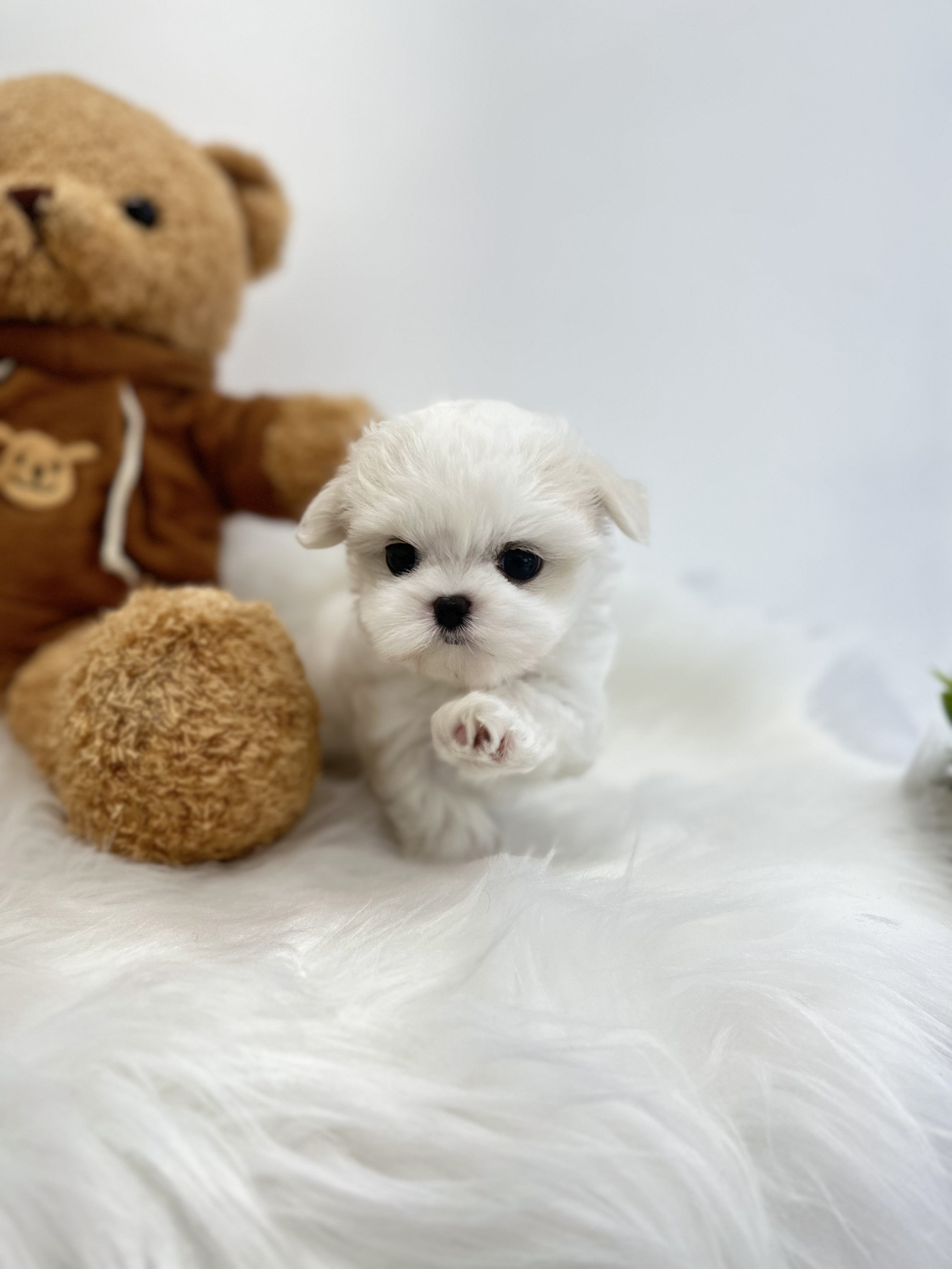 말티즈분양(10만원부터)