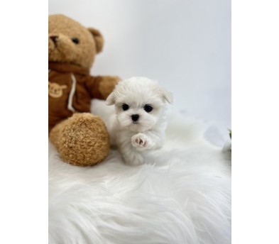 말티즈분양(10만원부터)