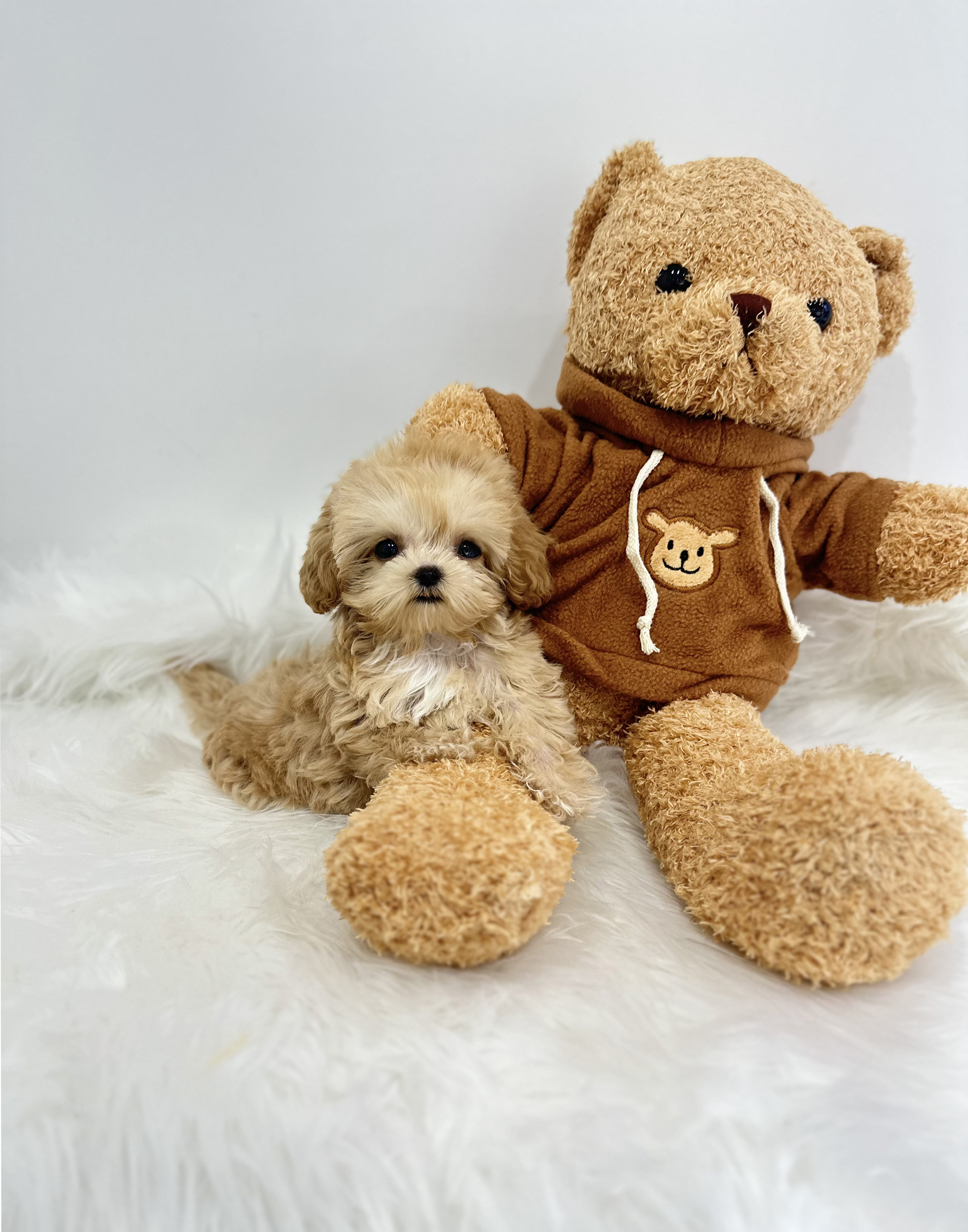 말티푸분양(10만원부터)