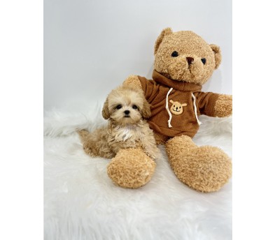 말티푸분양(10만원부터)