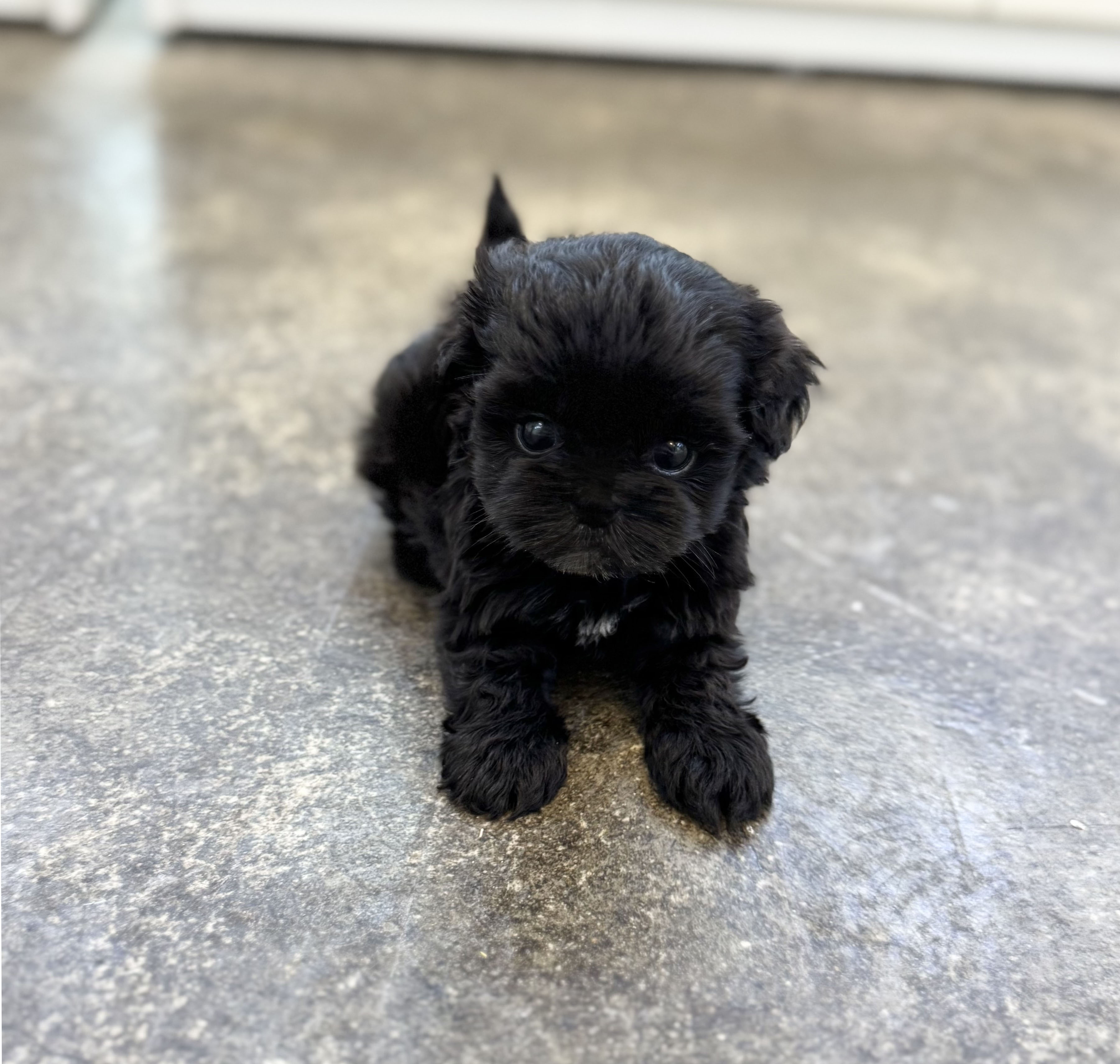 말티푸분양(10만원부터)