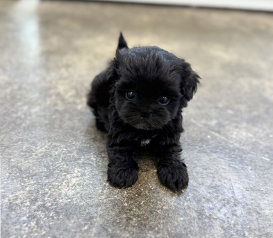 말티푸분양(10만원부터)