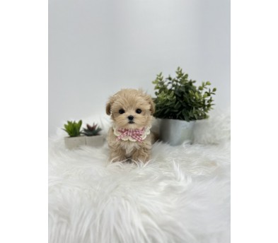 말티푸분양(10만원부터)